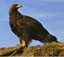 AQUILA REALE