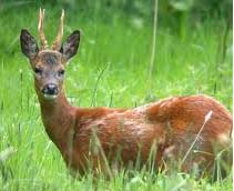 CAPRIOLO DELL'ORSOMARSO