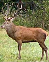 CERVO