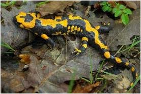 SALAMANDRA PEZZATA